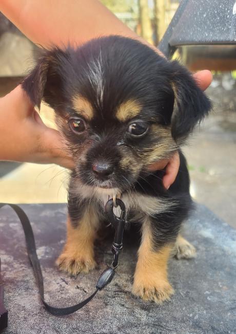 Yorkie mixed with Terrier
