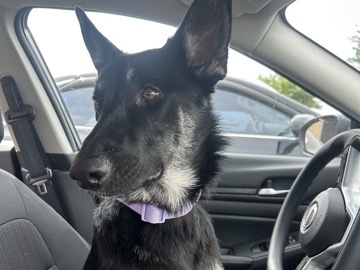 German Shepherd – My sweet girl – Paducah