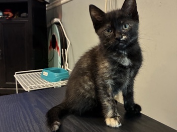 kitten – Joliet