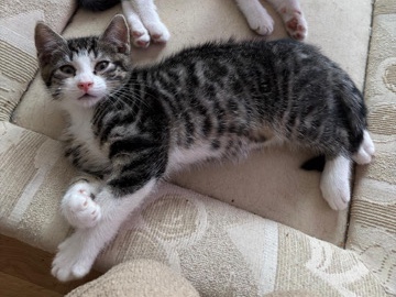 American Wirehair – 9 Wochen – Vreden