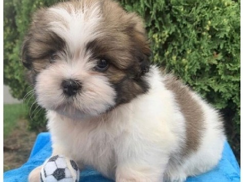 Lhasa Apso – Filhotes Lhasa Apso