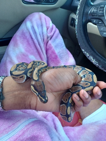 Ball Python