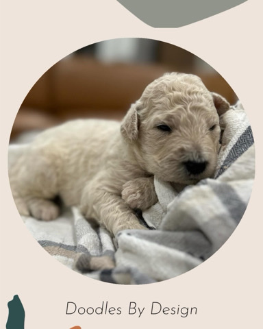 Goldendoodles