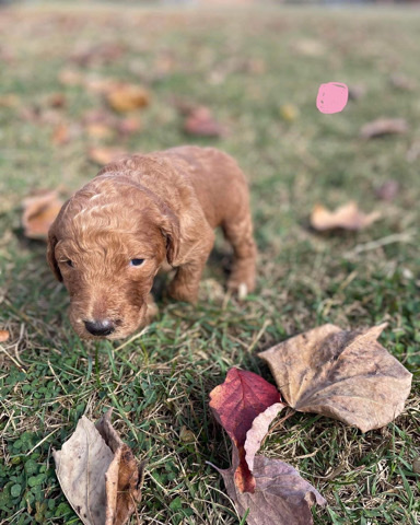 Poodle – Gorgeous F1bb Goldendoodle