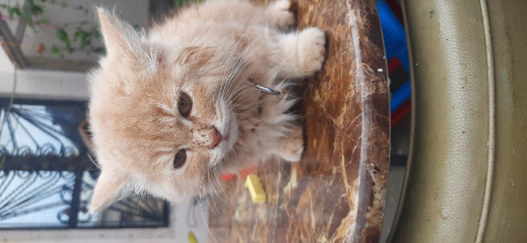 Persian (Modern) – persian cat