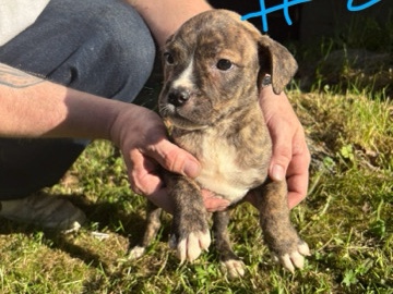 Mixed Breed - Pit Corso Puppy  available for adoption in Tukwila