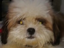 Shih Tzu – shidzu – Nagpur