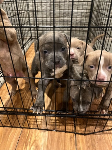 American Staffordshire Terrier – need a good home