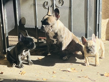 French Bulldog - frenchies for Christmas gift available for adoption in Rialto