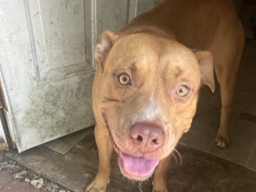American Pit Bull Terrier – pit bull – Augusta