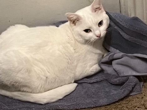 American Shorthair – rehome cat