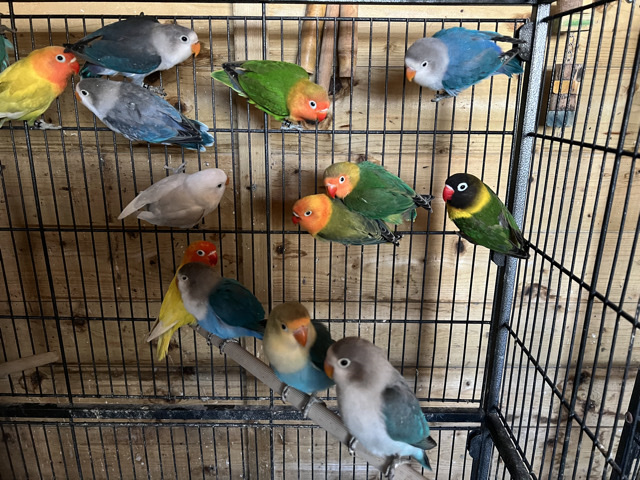 Lovebird – lovebirds – Richmond
