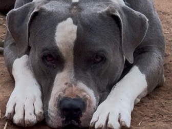 American Pit Bull Terrier – American Bully – Union Mills