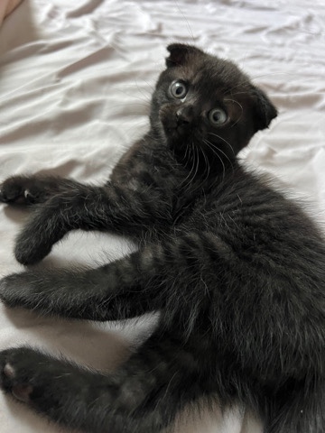 Scottish Fold – Scottish fold mixed kitten