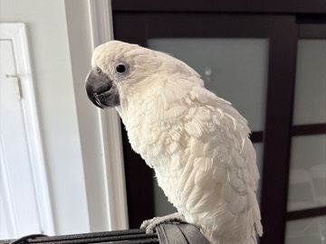 Cockatoo – umbrella cockatoo – Cheltenham