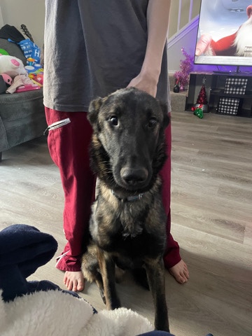 German Shepherd – German Shepard/Belgian Malinois