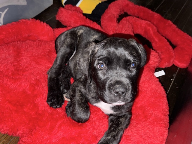 English Mastiff – pregnant women looking to rehome – Bristol