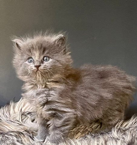 Nebelung – Kittens