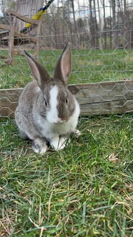 Bunnies look for homes