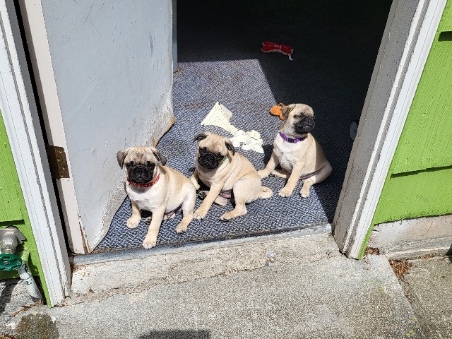 Pug – pugs Puppies