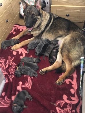 German Shepherd – Beautiful Rare German Shepherd Puppies - Blue/Gold, Blue Sable and Sable - Ready Now
