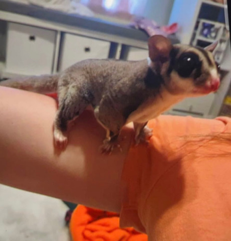 Any – selling 2 sugar gliders with all their stuff