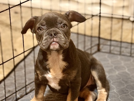 French Bulldog – Mandy AKC Frenchie – Palm Bay