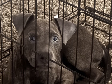 Cane Corso – Cane Corso x Pitbull Puppy for Sale – 8-10 Weeks Old – Temple