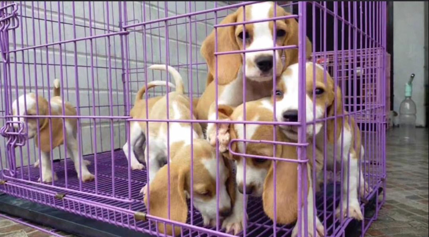 Beagle – beagle pop