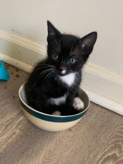 kitty 8weeks