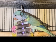 Quaker Parrot – blue quarter parrot