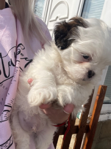 Shih Tzu – shitzu
