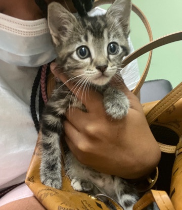kitty