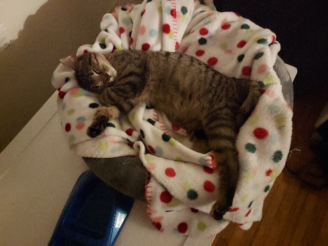 American Shorthair – freindly male tabby kitten