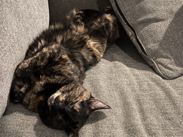 American Shorthair – rehoming 7 year old cat – Corona