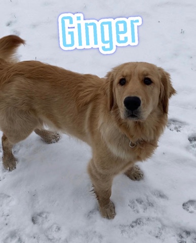 Golden Retriever – Goldendoodles