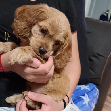 English Cocker Spaniel – Puppy for sale