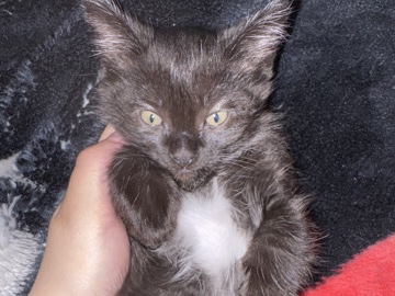 Siamese – male black tux kitten for sale – Auburn