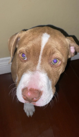 American Pit Bull Terrier – 5 month female pit bull