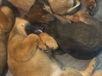 Belgian Shepherd Dog (Malinois) β Belgian Malinois x Rottweiler Puppies β Loyal, Smart & Protective Companions! β Los Angeles
