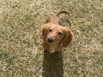 Dachshund – weenie dog. – Shawnee