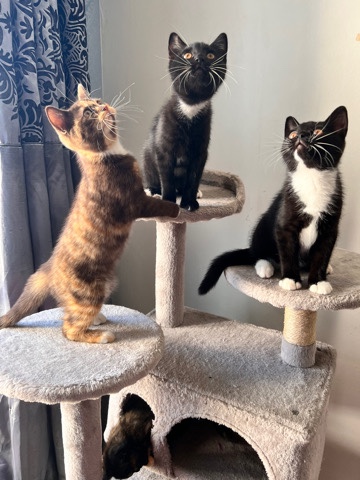 British Shorthair – Beautiful and very playful kittens 🐾