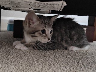 Image of Russian White, Black and Tabby