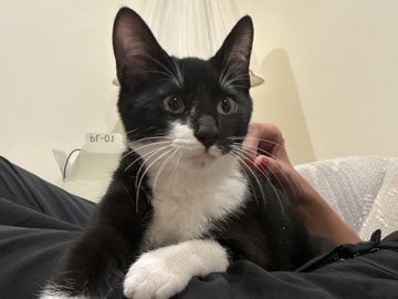 Arabian Mau – Sweet and Loving Kitten Looking for a Forever Home