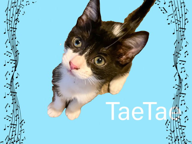 Loving but high energy kitten needs forever home. 