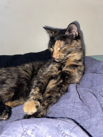 female kitten