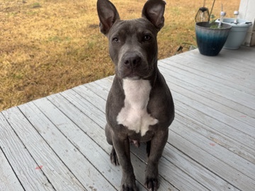 American Pit Bull Terrier – BLUE PIT – Grand Coteau