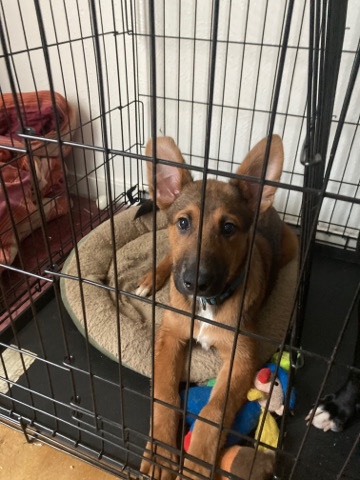German Shepherd – German Shepard mix puppy