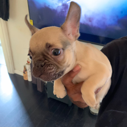 French Bulldog – French bulldog puppies (10 week with papers certified)