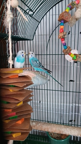 Parakeets 
